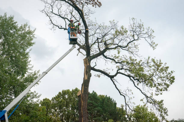 Best Fruit Tree Pruning  in Darien, GA