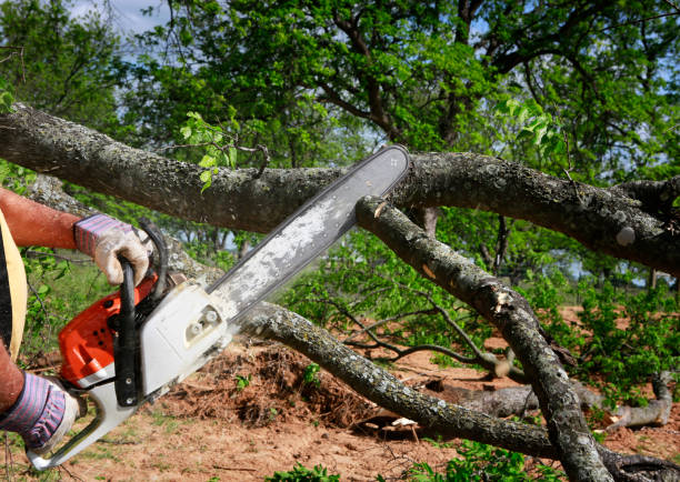Darien, GA Tree Removal Company